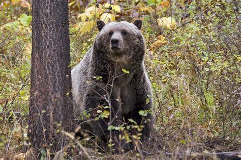 Montana's Grizzly Bear Mascot: A Symbol of Unity and Pride